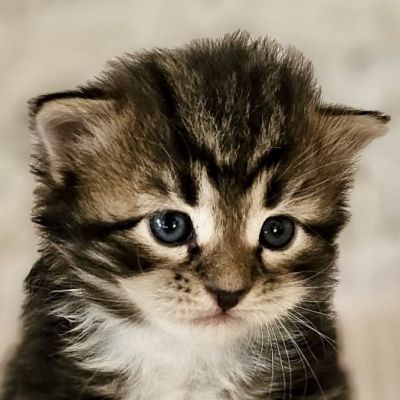ZORRO Duma Cara*PL