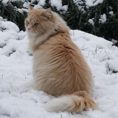 CH BOJAN VAXY vom Dohlenbaum
